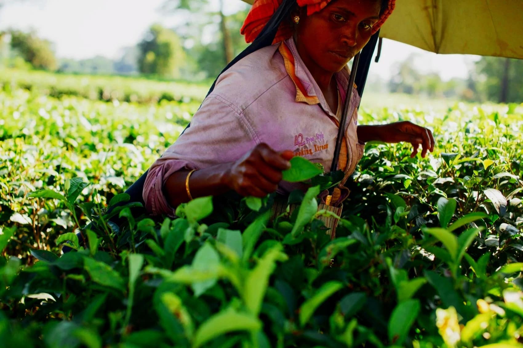 A farmer tending crops in the field